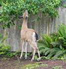 Washington State, Redmond. Black-tailed deer with an injured hind leg browsing leaves of pear tree Art Print
